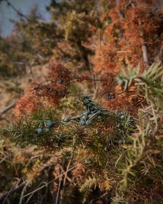 Krásne slnečné počasie som dnes využil na prechádzku v prírode s mojim psím parťákom 🦮 💪🏻 Trošku vyvetrať hlavu a...