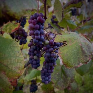 JESEŇ 🍂🍁🍇 má svoje čaro… keď hrozno dozrieva, vzduch vonia po jeseni a farby sú také jedinečné, ako kresba dreva 🪵 Mám rád...